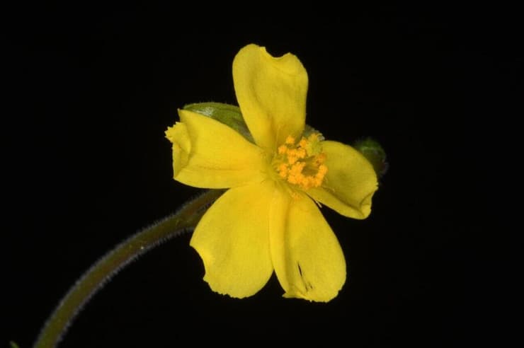 לוטמית המטאטא