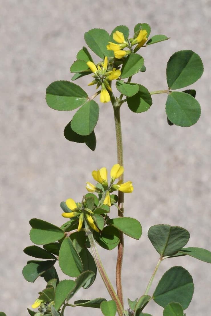 גרגרנית משונצת