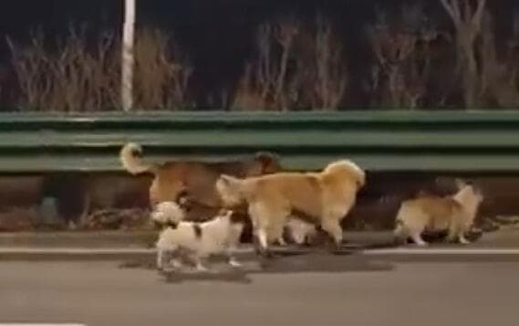 הכלבים בכביש המהיר