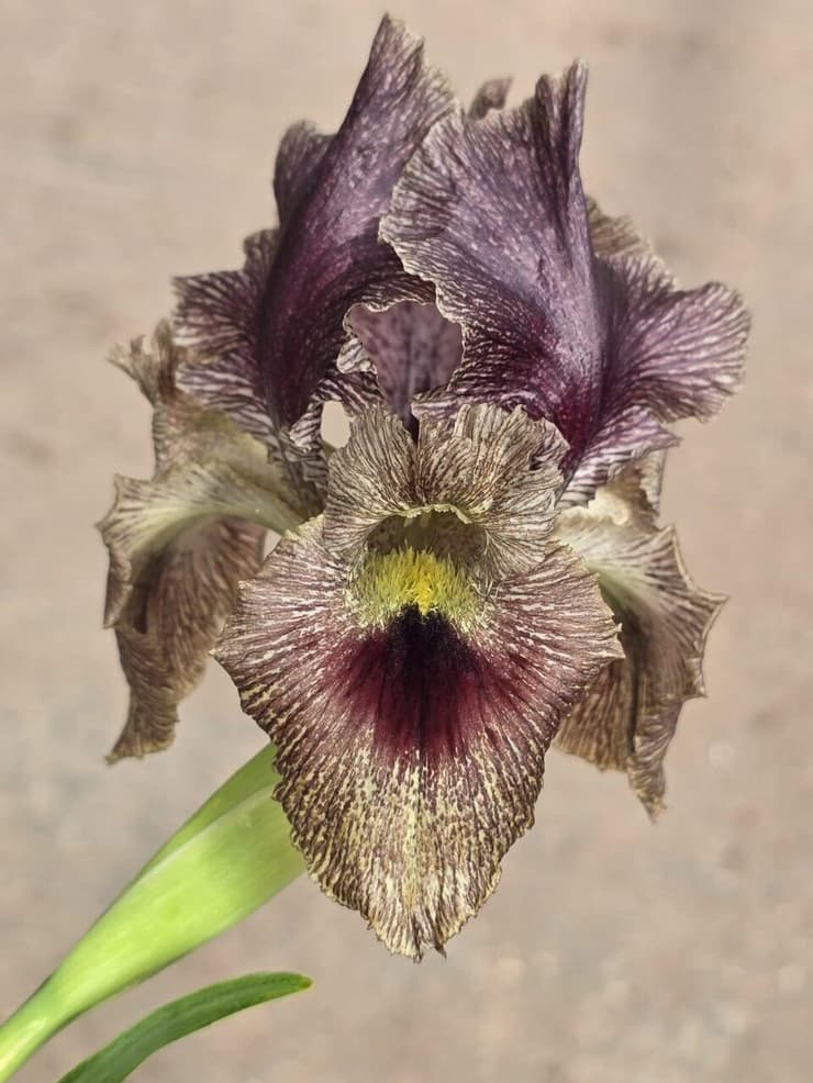 האיריס שהגיע מאנטוליה