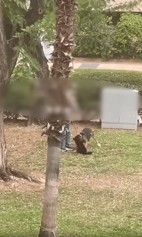 החתול מותקף על ידי הכלב בקריית אונו, כשבעלי הכלב לא פועל למניעת התקיפה