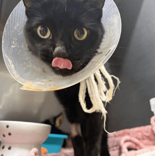 מידנייט והגומיות שהוצאו מגופה