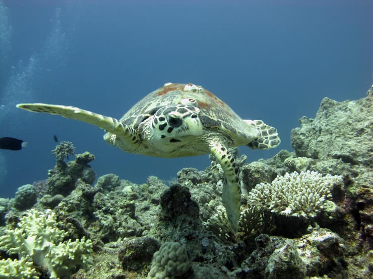 צב הים הקרני, המוגדר כמין בסכנת הכחדה חמורה