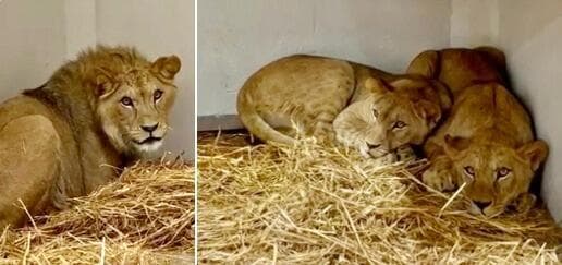 עולים חדשים. שתיים מהלביאות והאריה