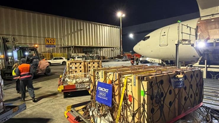 הארגזים ובהם האריות ליד המטוס