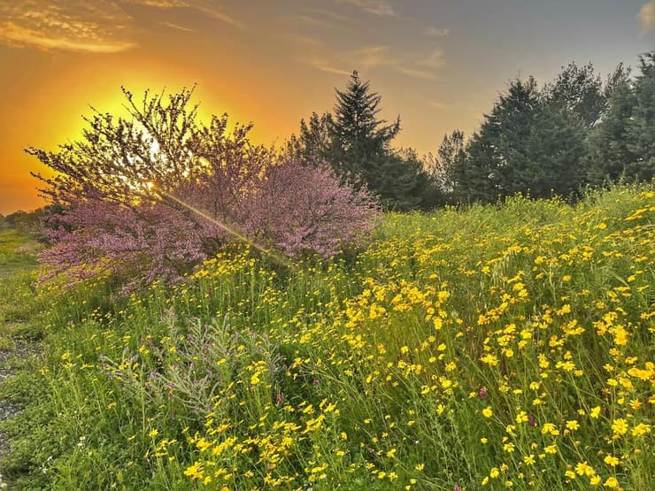 פריחה בדרום הגולן