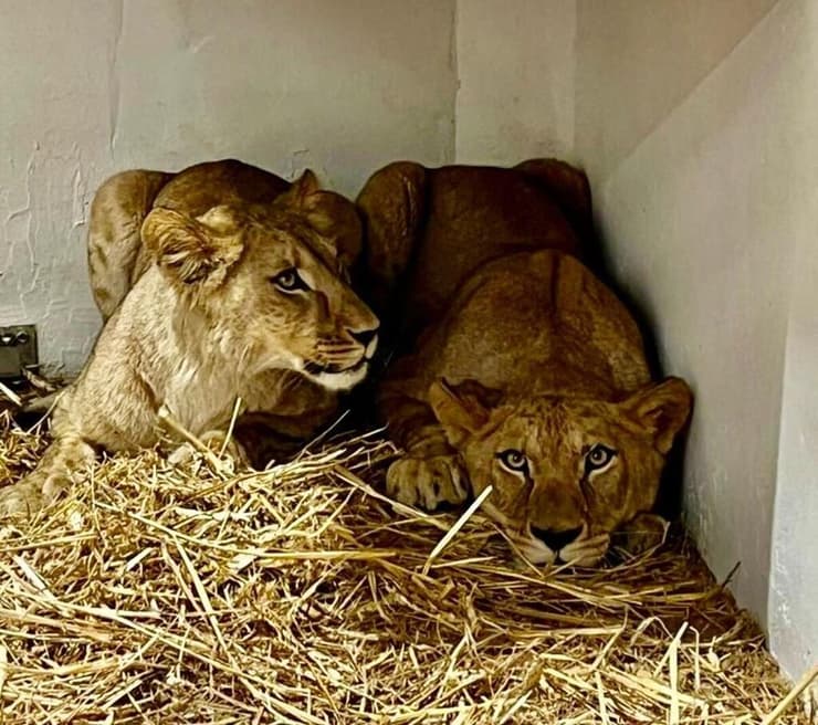 שתיים מהלביאות שעברו דירה מצ'כיה לחיפה