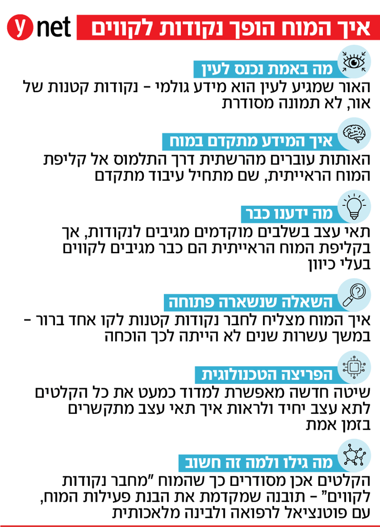 אינפו מחקר העברית עיבוד חזותי
