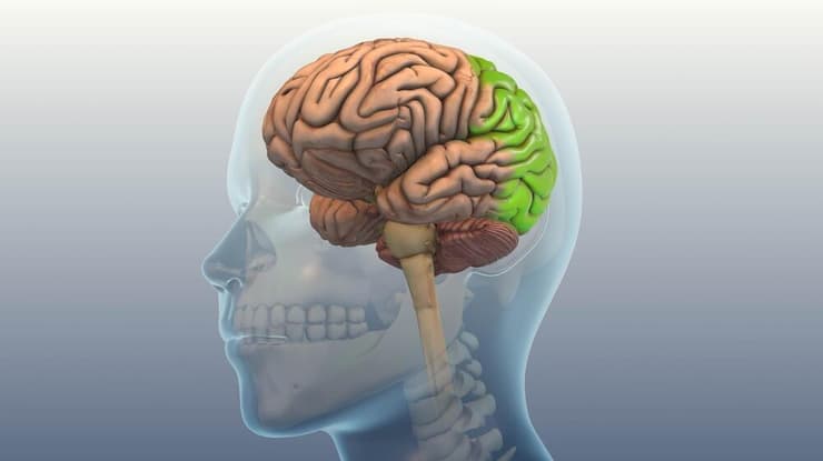 האונה האוקסיפיטלית