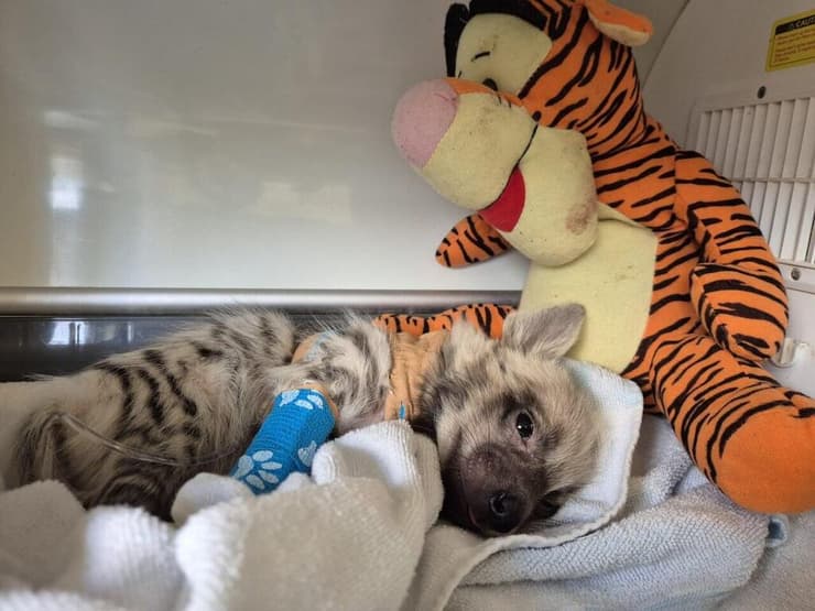 הגור מוקף עם אחת הבובות