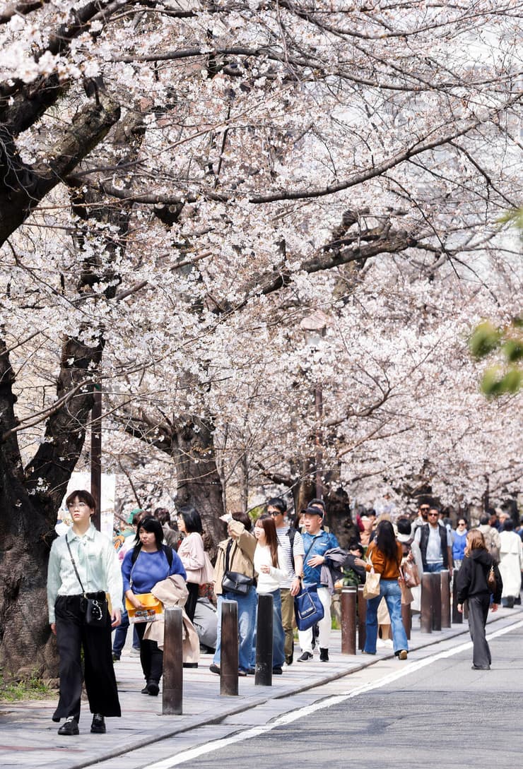 פריחת הדובדבן בקיוטו