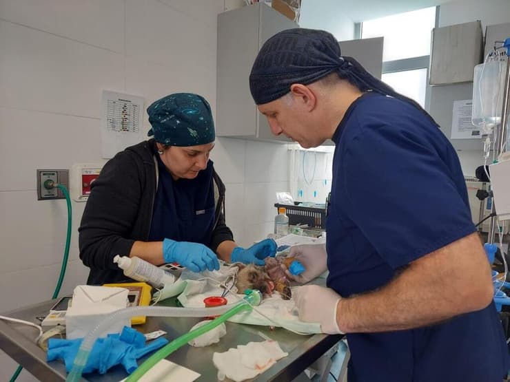 הניתוח שעבר הגור