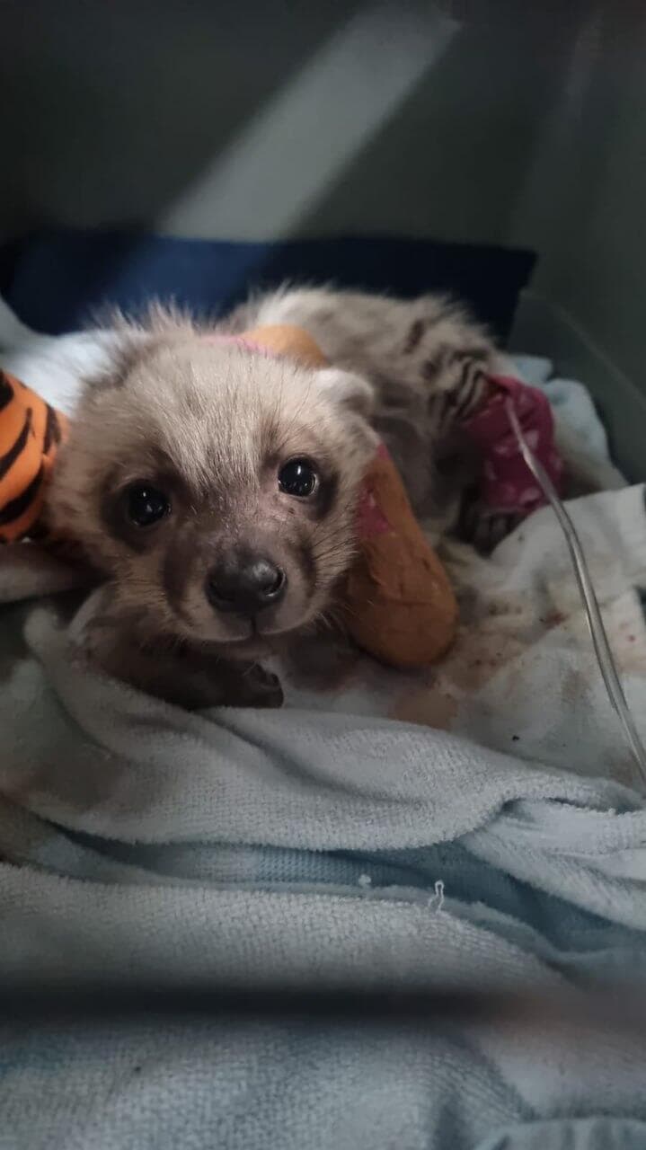 הגור מתאושש אחרי הניתוח