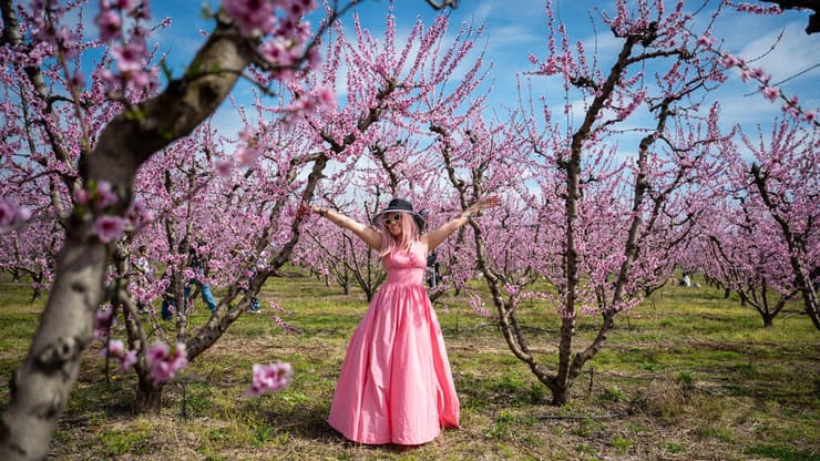 Mantalena Kalianou נהנית מטיול בין עצי אפרסק פורחים, במסגרת אירוע המעודד את הציבור להגיע לצפות בפריחה סמוך לעיר וריה שבצפון יוון