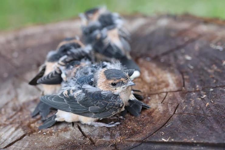 גוזלי סנונית מערות
