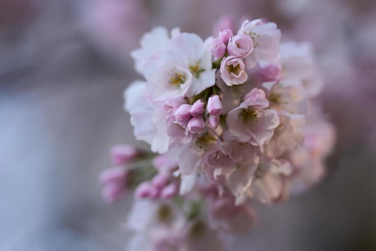 עצי פריחת הדובדבן בשיאם נראים על עץ לאורך אגן המים (Tidal Basin) בוושינגטון