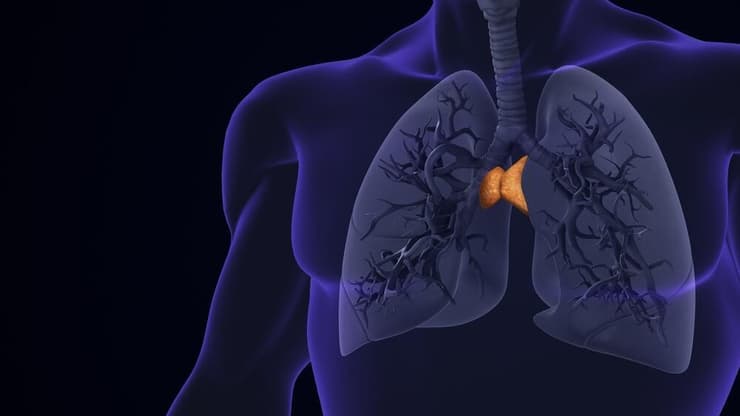 בלוטת התימוס