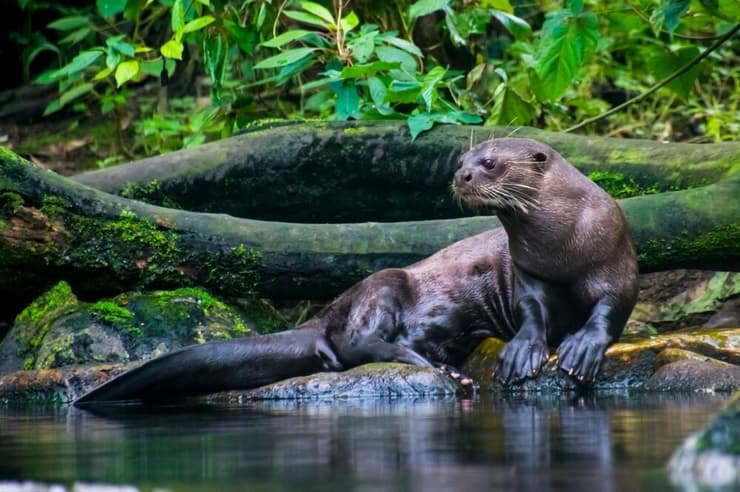 לוטרת ענק (צילום: belizar/Shutterstock) לוטרת ענק