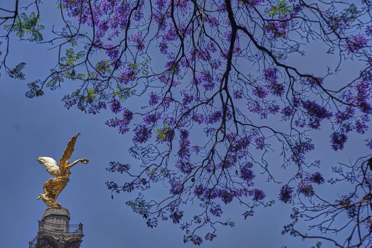 חופת פריחה סגולה של עצי ג׳קרנדה משתרעת מעל שדרת פאסאו דה לה רפורמה, סמוך לכיכר אנדרטת מלאך העצמאות במקסיקו סיטי