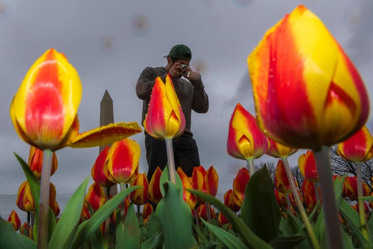 מבקר מצלם ליד הספרייה הפרחונית סמוך לאגן המים (Tidal Basin) במול הלאומי בוושינגטון