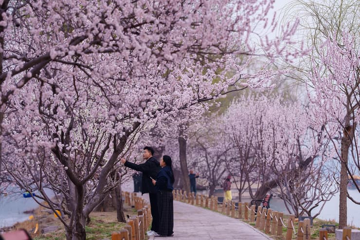 מבקרים מצלמים לאורך שביל עטור בפריחת עצי אפרסק בארמון הקיץ בבייג׳ינג, סין, תוך שהם נהנים ממזג האוויר הנעים ומפרחי העונה