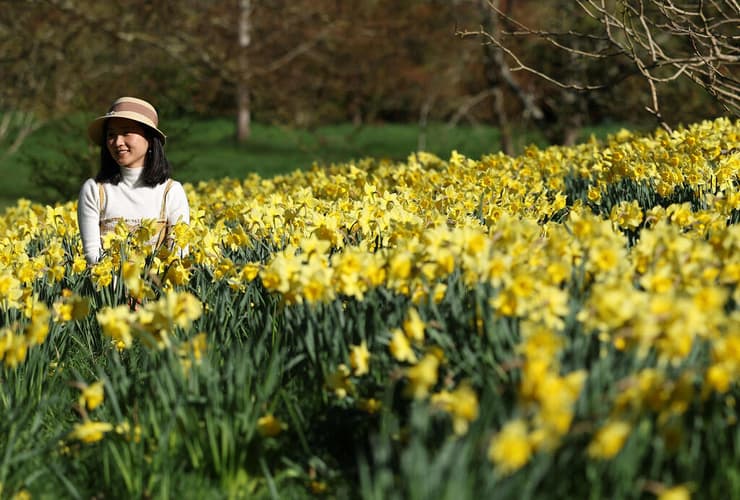 נרקיסים פורחים בשמש אביבית בגני קיו בלונדון