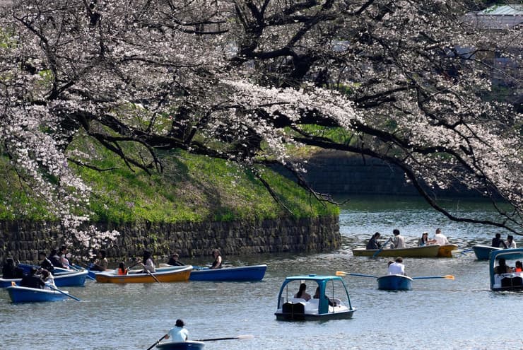 אנשים שטים בסירה מתחת לעצי פריחת הדובדבן בשיא פריחתם בחפיר ארמון צ׳ידוריגפוצ׳י בטוקיו