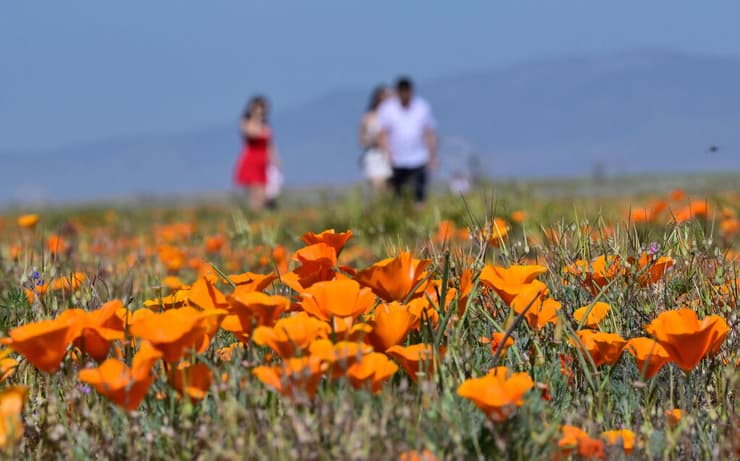 פרחי הפרג הקליפורני בשיא פריחתם בשמורת אנטילופ ואלי בקליפורניה