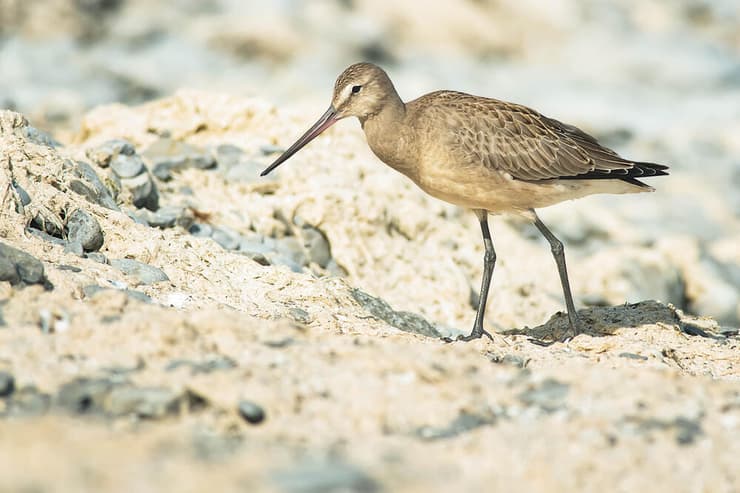לימוזה מפרץ הדסון (צילום: Paul Reeves Photography/Shutterstock) לימוזה מפרץ הדסון