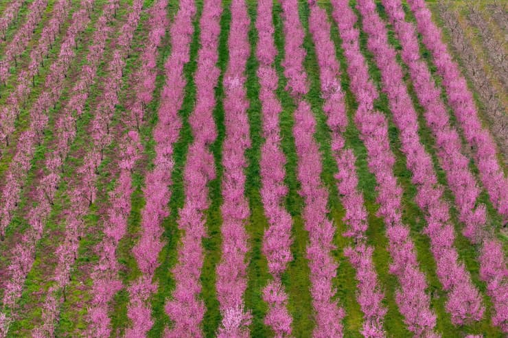 עצי אפרסק פורחים נראים מלמעלה סמוך לעיר וריה שבצפון יוון