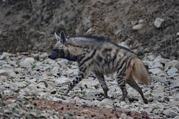 צבוע מפוספס (צילום: Ian Peter Morton/Shutterstock) צבוע מפוספס