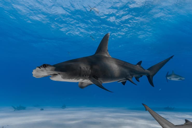 פטישן פגום-חרטום (צילום: kaschibo/Shutterstock) פטישן פגום-חרטום