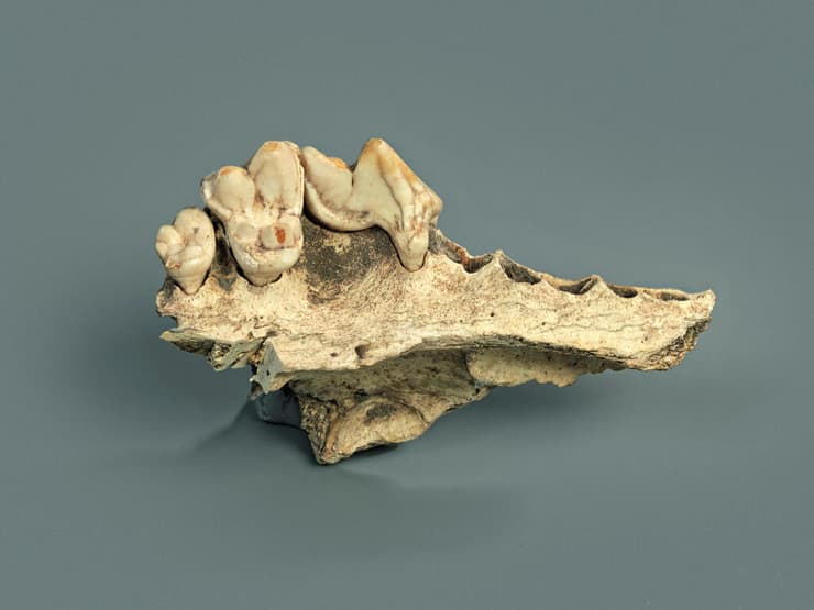 לסת עליונה של כלב מבוית ממערת קסלרלוך בשוויץ, שתוארכה כבת 14,200 שנים