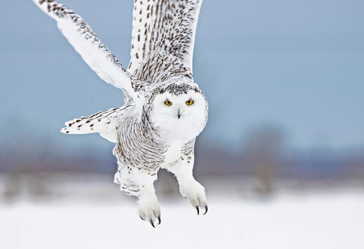 אוח השלג (צילום: Jim Cumming/Shutterstock) אוח השלג