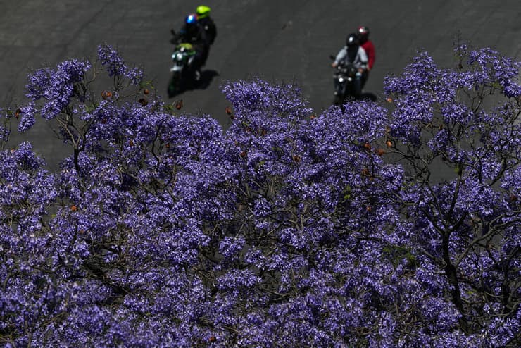 חופת פריחה סגולה של עצי ג׳קרנדה משתרעת מעל שדרת פאסאו דה לה רפורמה במקסיקו סיטי