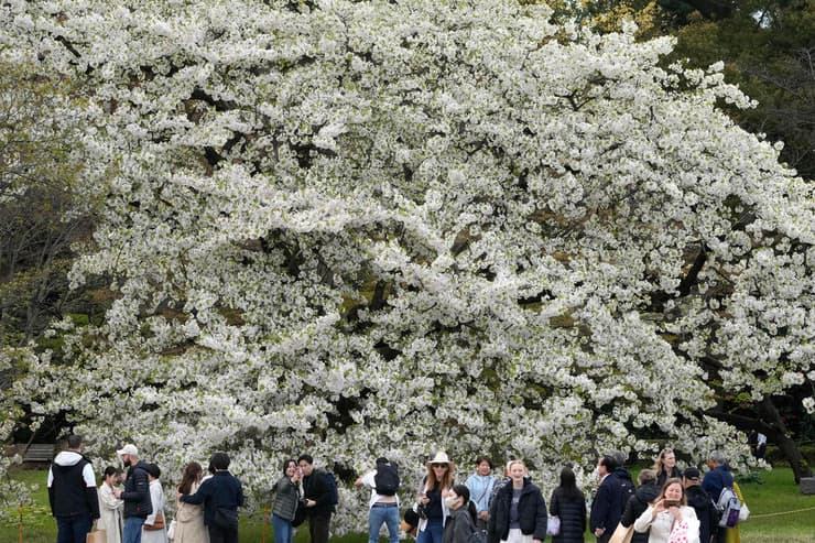 מבקרים נהנים מפריחת עצי הדובדבן מזן אמאגי יושינו בשיא פריחתם בגן בארמון הקיסרי בטוקיו