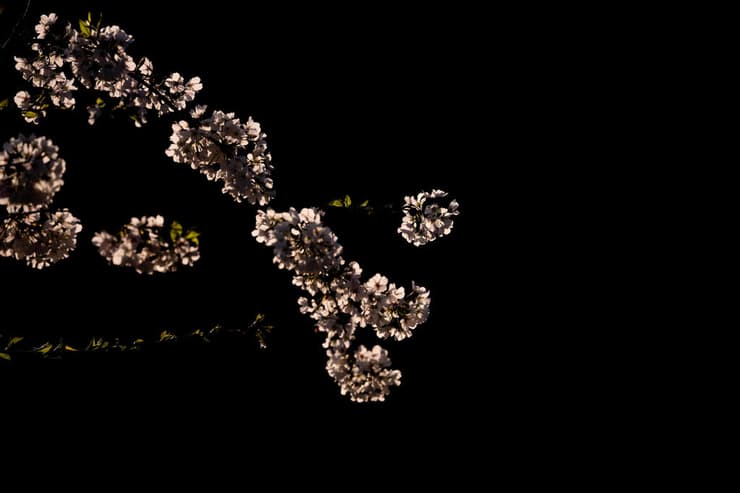 עצי פריחת הדובדבן בשיא הפריחה בוושינגטון