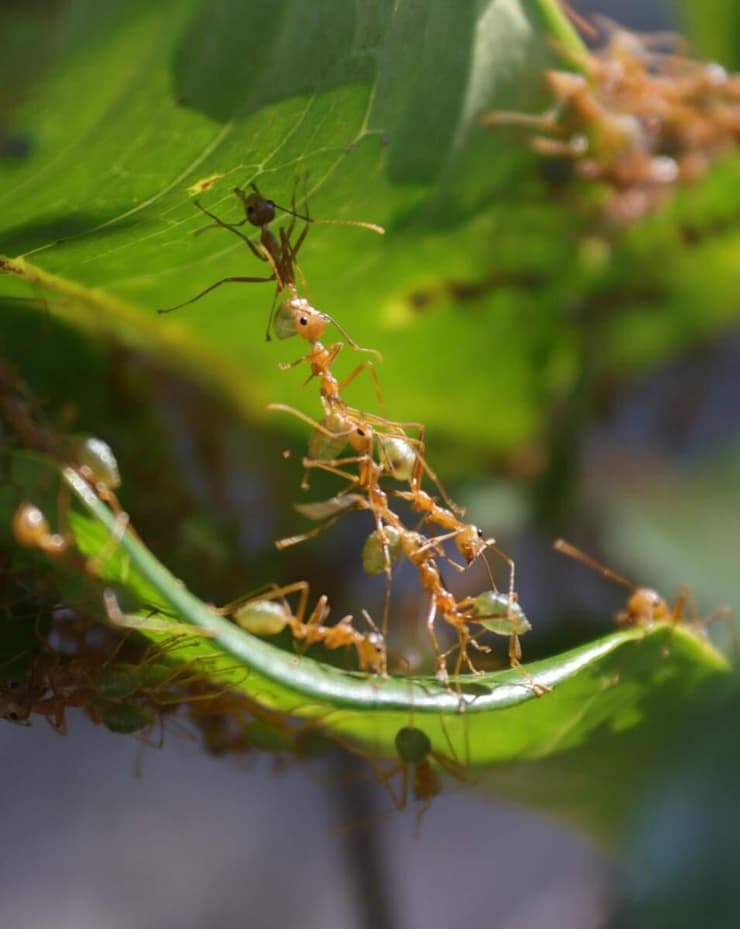 נמלים אורגות ביערות הגשם של צפון אוסטרליה. מתחברות זו לזו והופכות לכלי עבודה חיים