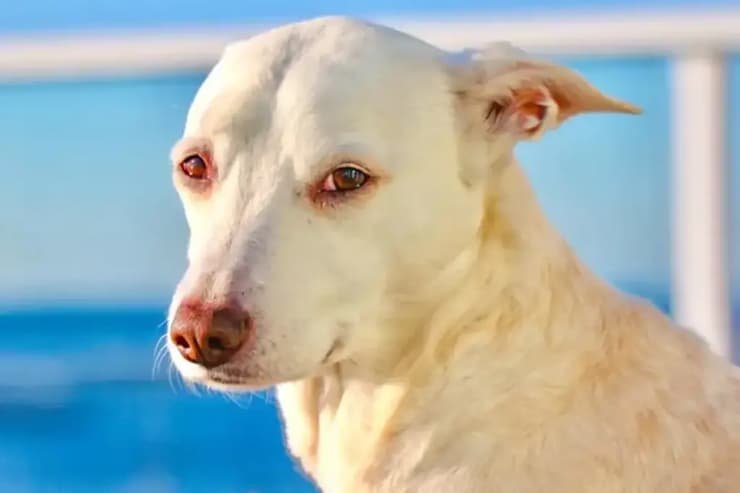 הכלבה שוגר, שמתה בגיל 16 ממחלת הסרטן (צילום: GoFundMe) הכלבה שוגר, שמתה בגיל 16 ממחלת הסרטן