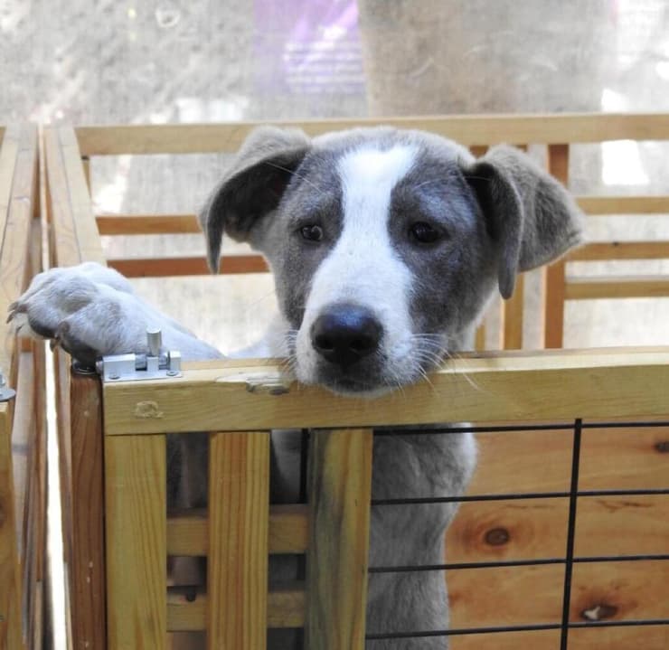 גור אמא מוזה