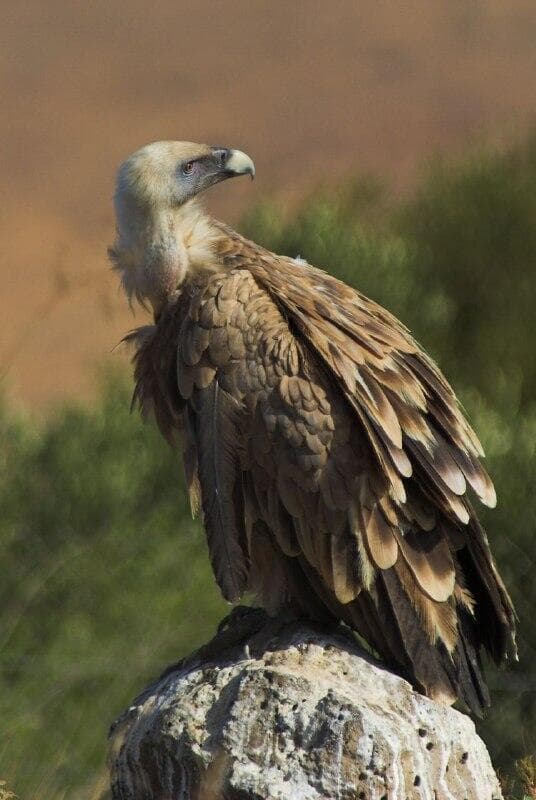 נשר בוגר בגרעין הרבייה