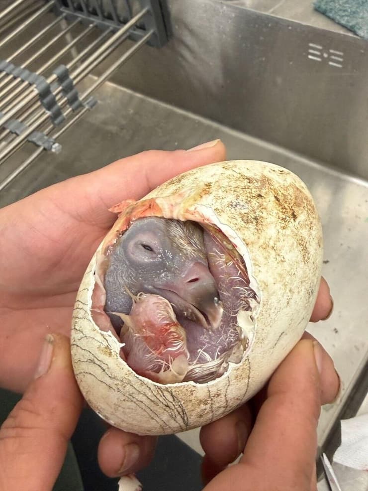 הגוזל בוקע מהביצה