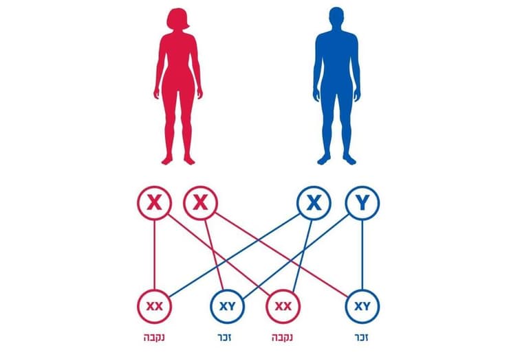 האם מעבירה לכל ילדיה כרומוזום X, ואילו האב מעביר כרומוזום X רק לבנותיו, וכרומוזום Y לבניו. אילוסטרציה של הורשת כרומוזומי המין (צילום: Shutterstock, Pikovit) האם מעבירה לכל ילדיה כרומוזום X, ואילו האב מעביר כרומוזום X רק לבנותיו, וכרומוזום Y לבניו. אילוסטרציה של הורשת כרומוזומי המין