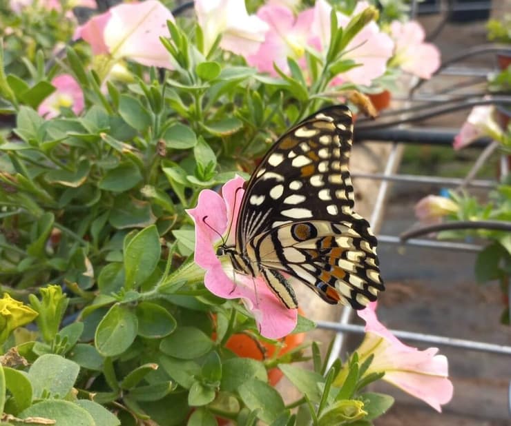 זנב סנונית הלימון (צילום: מירי הכט) זנב סנונית הלימון