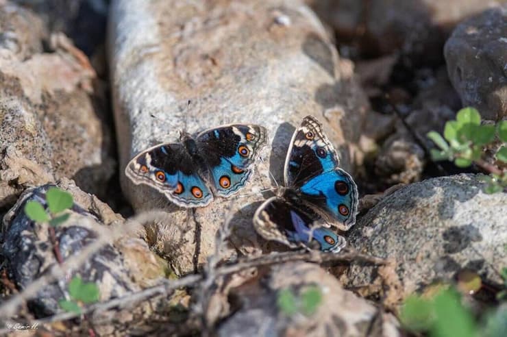 נימפית כחולה בעין גב (צילום: משה לאודון) נימפית כחולה בעין גב