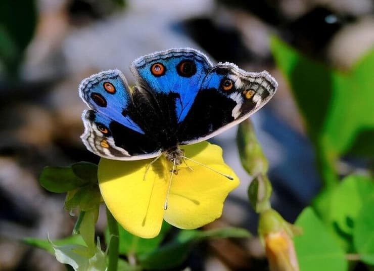 נימפית כחולה (צילום: משה לאודון ) נימפית כחולה