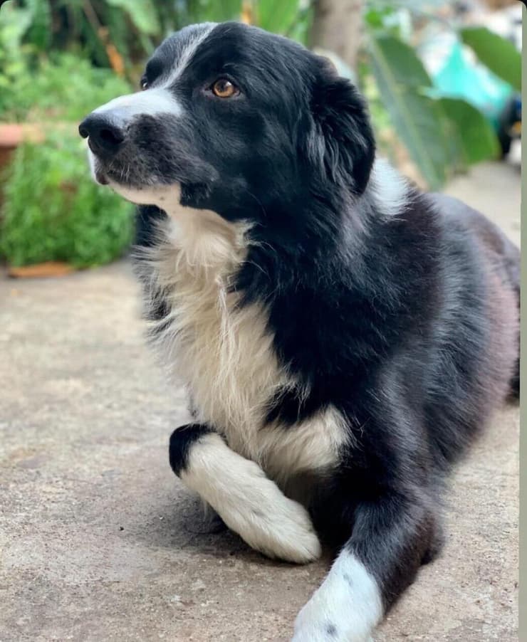 הכלב לאקי בימים טובים יותר