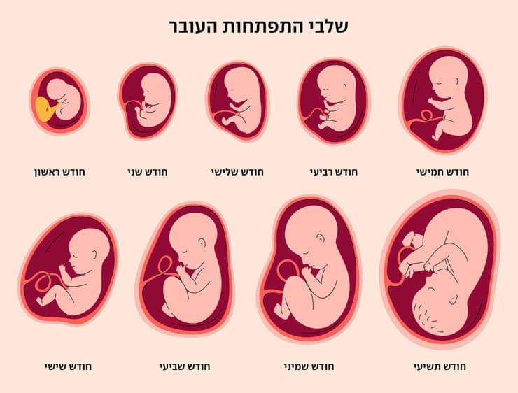 שלבי התפתחות העובר