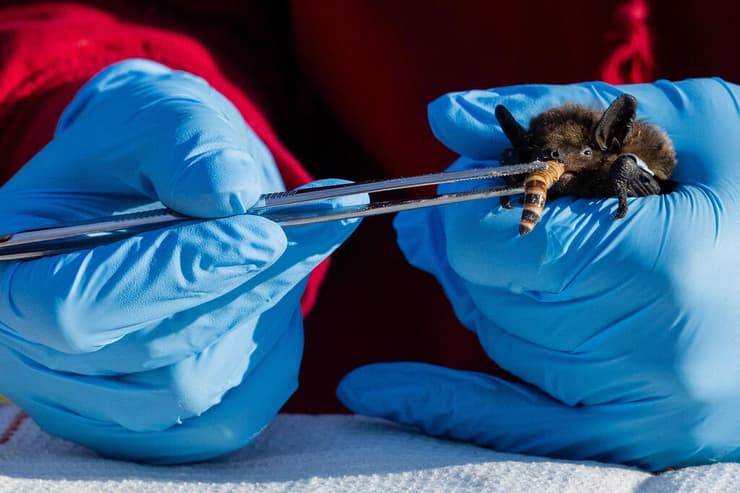 מנהלת מרכז שיקום העטלפים אלונה שולנקו מאכילה עטלף לקראת שחרורו