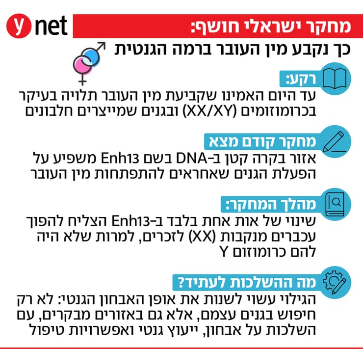 אינפו מחקר התפתחות עובר בר אילן ד"ר ניצן גונן